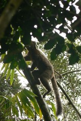 Prolemur simus