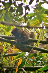 Prolemur simus