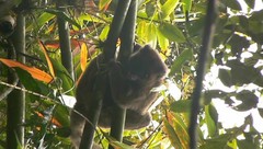 Prolemur simus