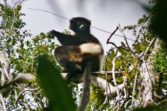 Propithecus edwardsi