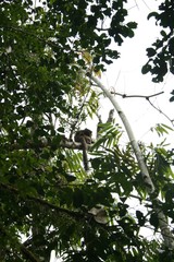 Prolemur simus