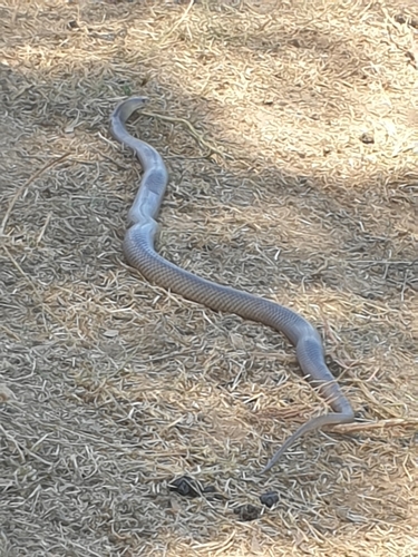 Eastern Brown Snake sighting