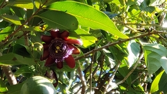 Passiflora alata