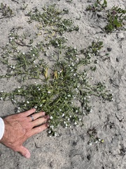 Cryptantha arenophila