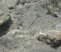 Corythoichthys flavofasciatus