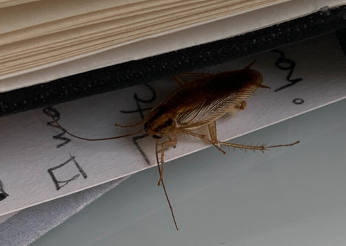 German Cockroach photo 5