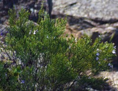 Westringia eremicola