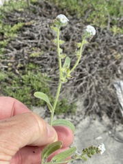 Cryptantha arenophila
