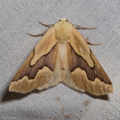 Sabulodes edwardsata