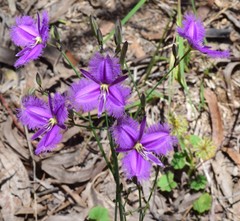 Thysanotus tuberosus tuberosus
