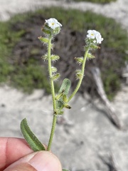 Cryptantha arenophila