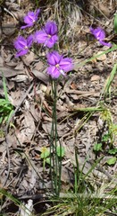 Thysanotus tuberosus tuberosus