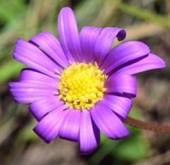 Brachyscome petrophila