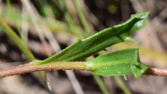 Brachyscome petrophila