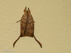 Thioscelis directrix