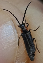 Polemius denticornis