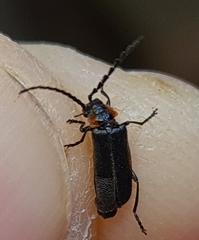 Polemius denticornis