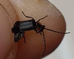 Polemius denticornis