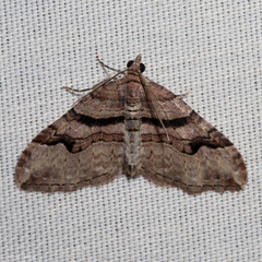 Xanthorhoe defensaria