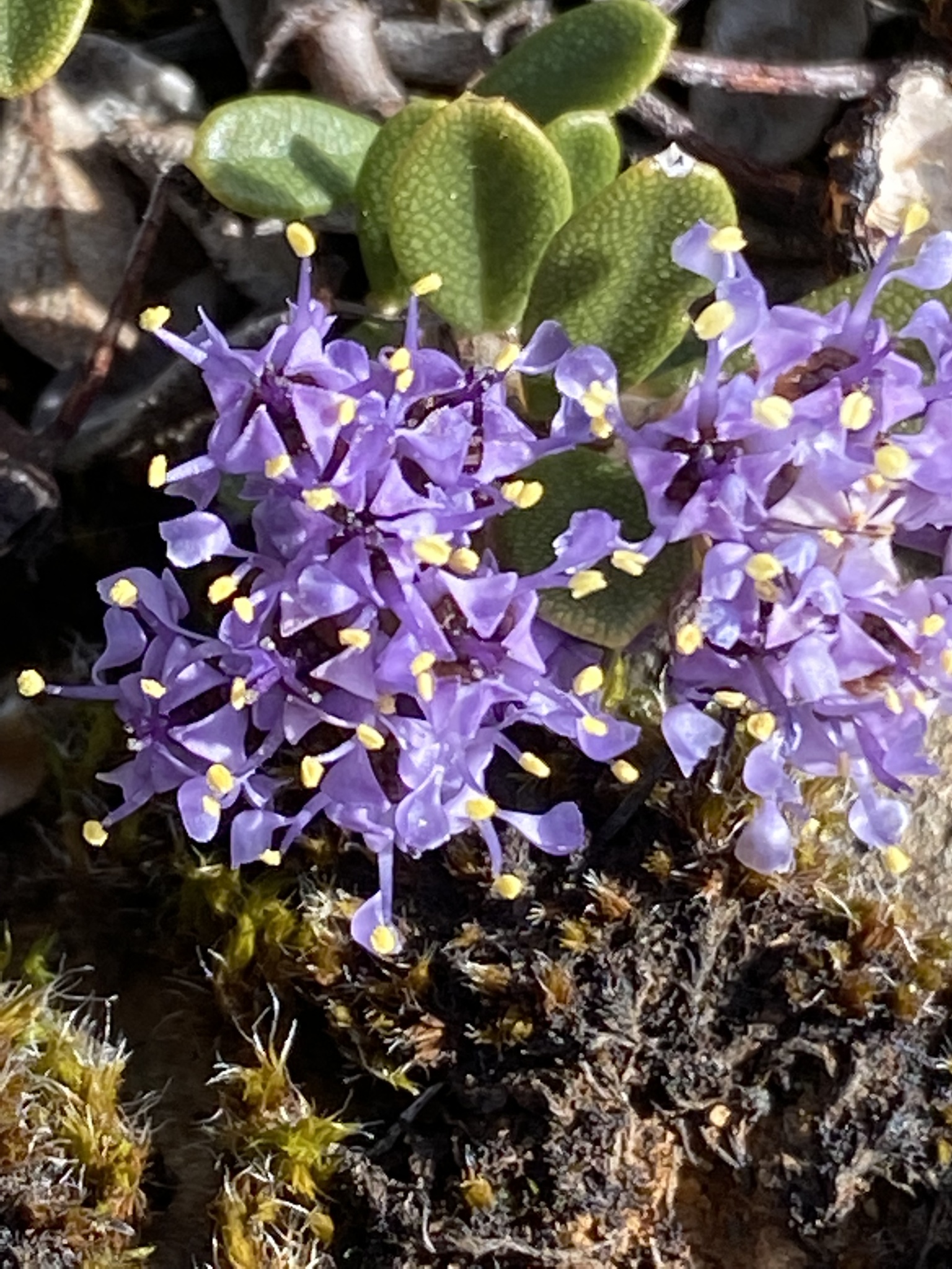 Ceanothus pumilus