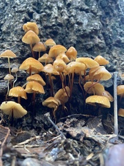 Agaricales