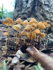 Agaricales