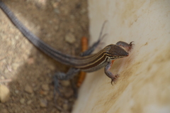 Aspidoscelis hyperythrus beldingi