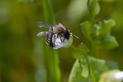 Andrena anisochlora