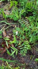 Tephrosia spicata