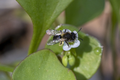 Andrena anisochlora