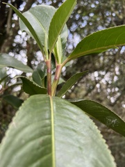 Hedyosmum bonplandianum