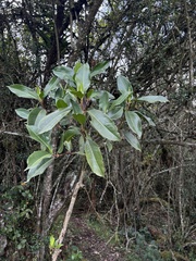 Hedyosmum bonplandianum