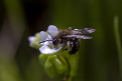 Andrena anisochlora