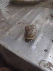 Cornu aspersum