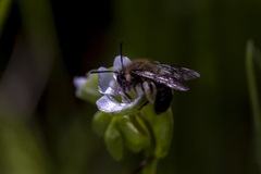 Andrena anisochlora