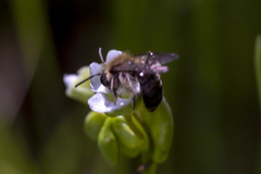 Andrena anisochlora