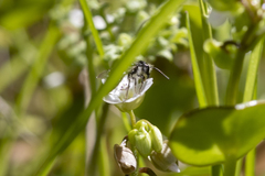 Andrena anisochlora