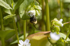 Andrena anisochlora