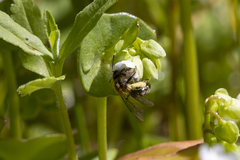 Andrena anisochlora