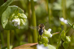 Andrena anisochlora