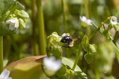 Andrena anisochlora