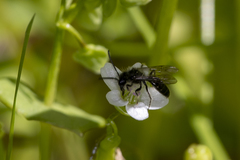 Andrena anisochlora