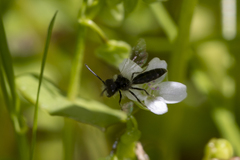 Andrena anisochlora