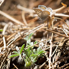 Icaricia icarioides evius