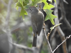Leiothlypis crissalis