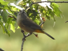 Leiothlypis crissalis