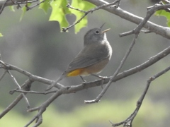 Leiothlypis crissalis