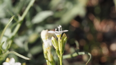 Gilia diegensis