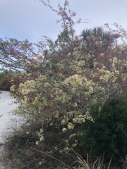 Pithecellobium unguis-cati