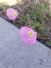 Oenothera speciosa